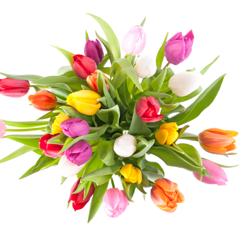 Tulpen Mix